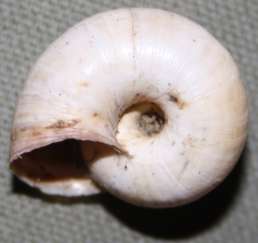 Monacha cartusiana e Cernuella cf. neglecta